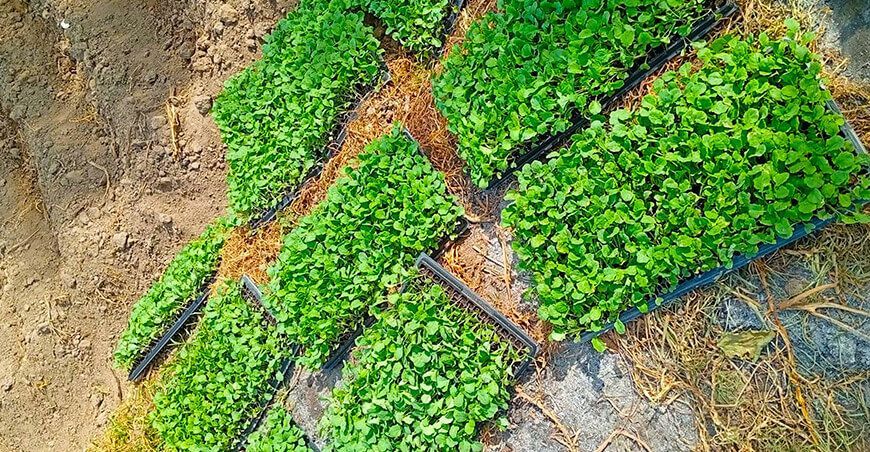siembra orgánica de 20 000 brócolis con prácticas sostenibles y respetuosas con el medio ambiente Cayma Arequipa