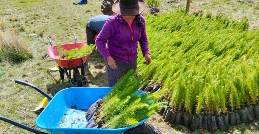 Sierra Azul reforestó 10 hectáreas en Gorgor para restaurar ecosistemas y proteger el agua