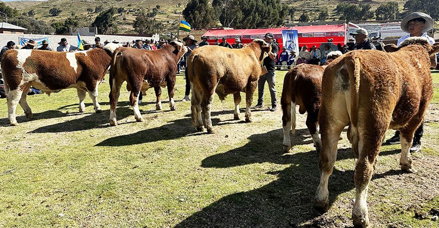 proyecto Vacunos Carne toros engordados Puno Perú