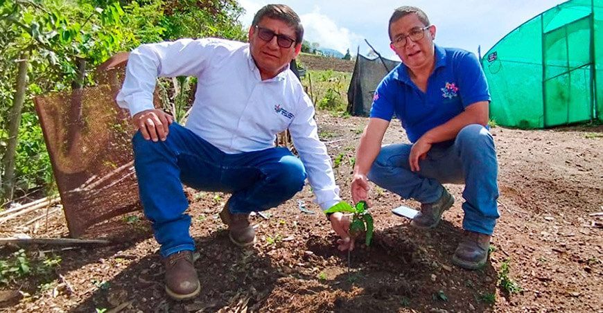 La Libertad alberga el vivero de quina más grande del Perú