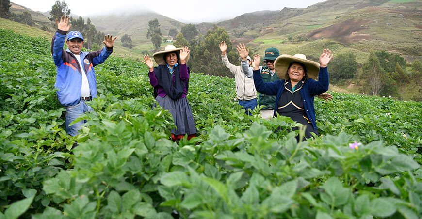 Agro Rural asiste productores de cultivo de papa de Cajamarca Perú