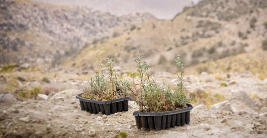 Agro Rural instala plantones queñua en la microcuenca Otora Moquegua Perú