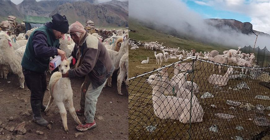 kits veterinarios alpacas Huancavelica Agro Rural Perú