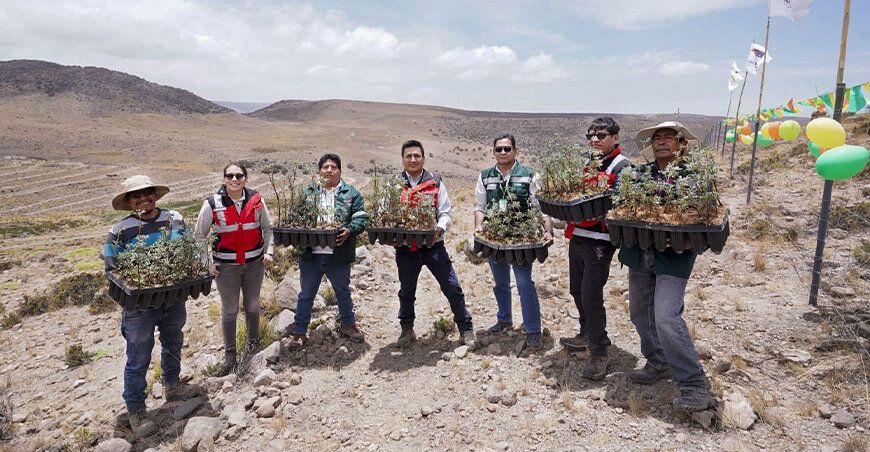 Agro Rural instala plantones queñua en la microcuenca Otora Moquegua Perú