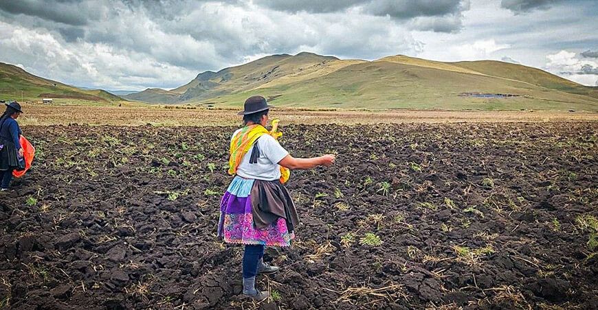 Agro Rural culmina instalación de más de 170 toneladas de pastos cultivados en Junín Perú