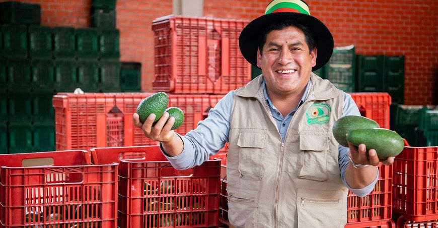 Agroideas cofinanciamiento planes de negocio productores palta Perú