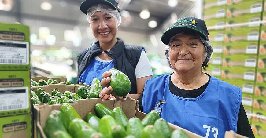 Agricultores del valle de Vista Alegre en Pariahuanca Junín logran exportar palta