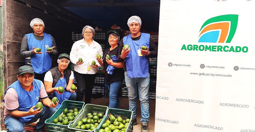 Agricultores del valle de Vista Alegre en Pariahuanca Junín logran exportar palta