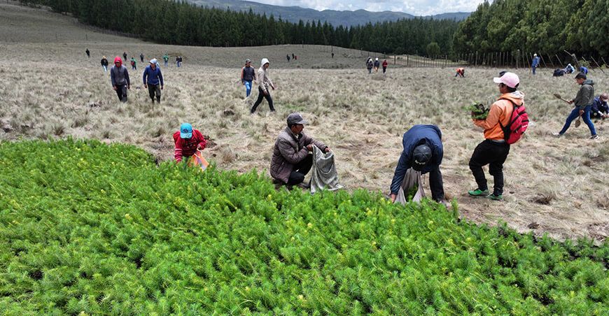 instalaron más de 94 000 plantones de pino en un área superior a 90 hectáreas Cajamarca Perú