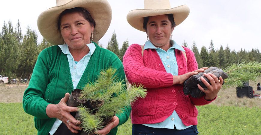 instalaron más de 94 000 plantones de pino en un área superior a 90 hectáreas Cajamarca Perú