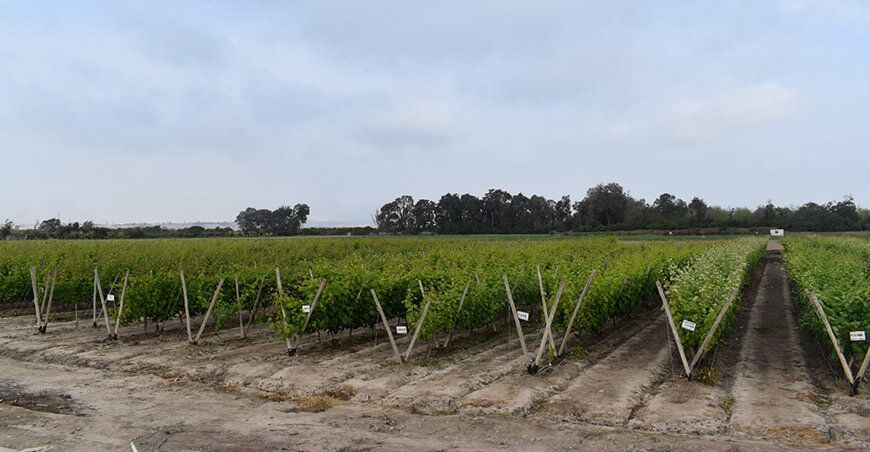 INIA identifica accesiones promisorias de vid que permitirán mejorar la genética del cultivo Perú
