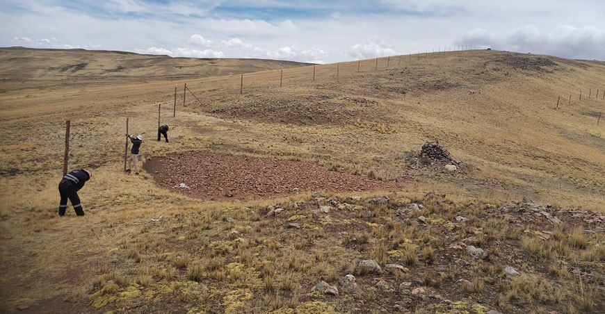 Recuperan 1000 hectáreas para manejo sostenible de vicuñas en Cala Cala Puno Perú