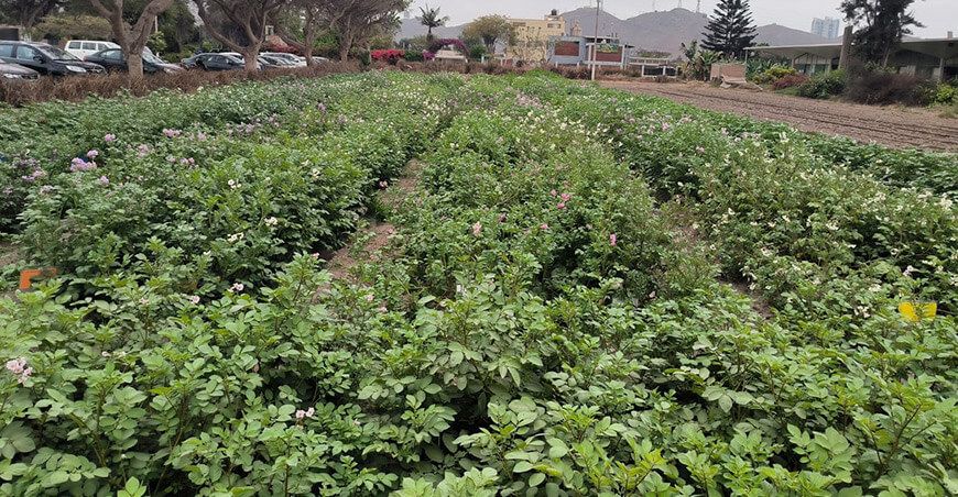 Investigadores de la UNALM buscan combatir la desnutrición con papa biofortificada Perú