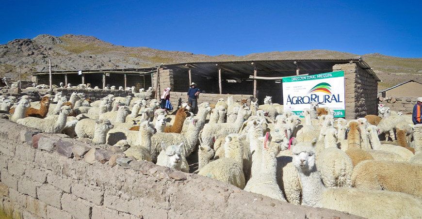 Agro Rural implementó cobertizos para alpacas Arequipa Perú