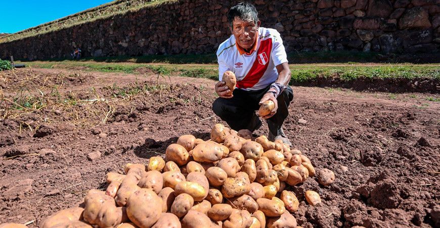 productor cosecha papa blanca Perú