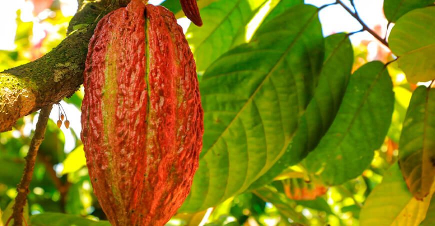 Elías Gallardo y Ana Mahuanca: Un ejemplo de esfuerzo y éxito en el cultivo de cacao Junín Devida Perú