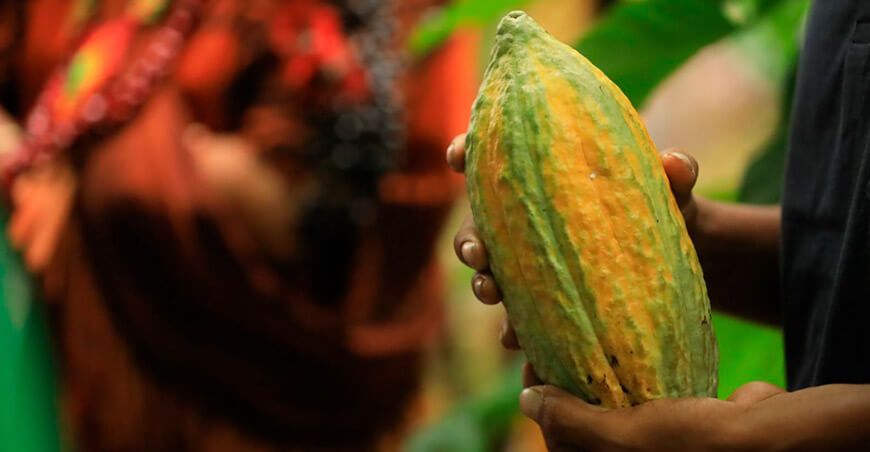 cultivo de cacao Perú