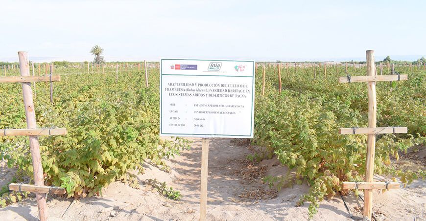 INIA instalará parcelas experimentales de frambuesa en Lambayeque Perú