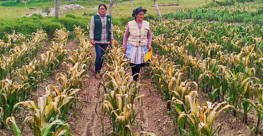 Entregan abono foliar a productores afectados por granizadas en Chongos Alto Junín Perú