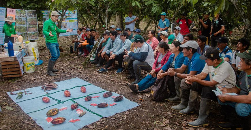 Devida Perú escuelas de campo fortalece producción y venta de cacao productores de Huánuco