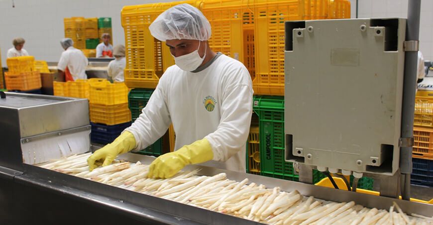 Empleos vinculados a exportaciones crecieron 16.1 % entre enero y noviembre espárragos Perú