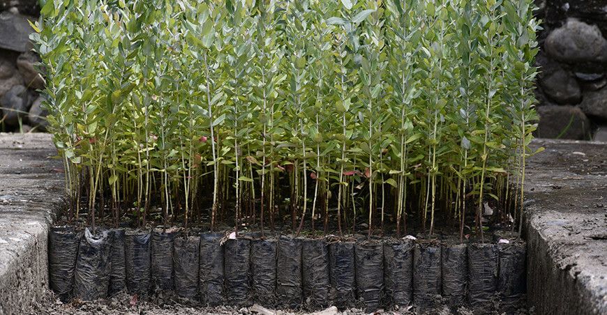 Agro Rural entrega plantones eucalipto población Carhuaz Ancash Perú