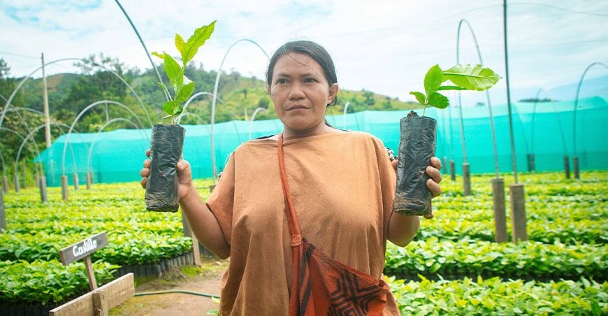 Entregaron plantones de café a productores de Kimbiri Cusco Perú