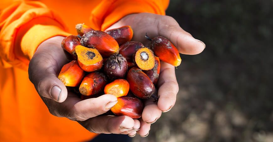 Perú exportación de palma aceitera