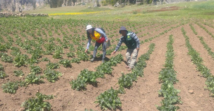 Evalúan daños a cultivo de papa tras granizadas, huaicos y ventarrones en Huancavelica