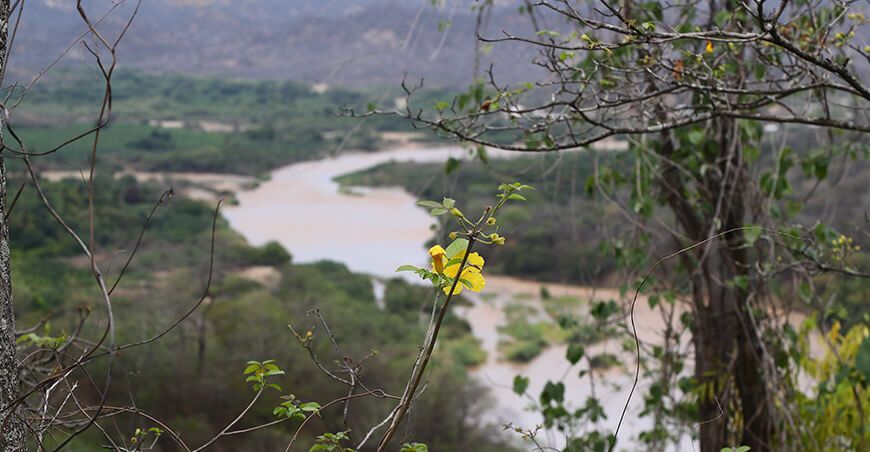 conservación en Bocana Carrillo de Cerros de Amotape para visualizar el florecimiento de los guayacanes Tumbes Perú Minam