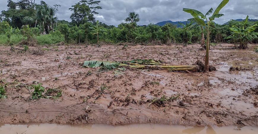 Midagri Seguro Agrícola Catastrófico fuertes lluvias dañan cultivo de plátanos Perú