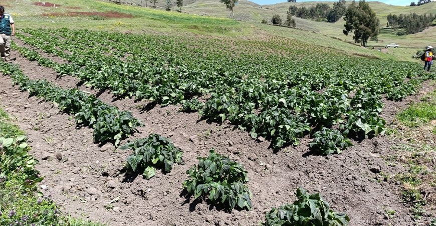 Evalúan daños a cultivo de papa tras granizadas, huaicos y ventarrones en Huancavelica Perú