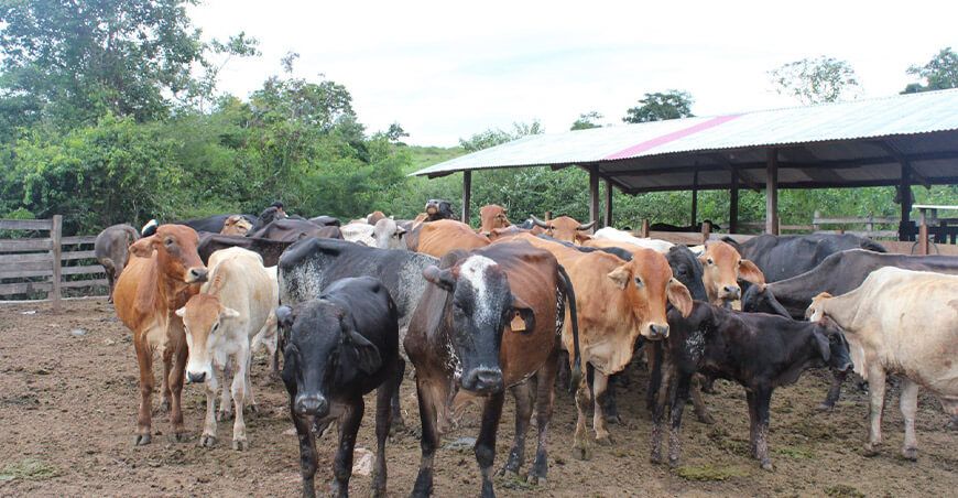 Ganadería lechera bovina vacuna en San Martín