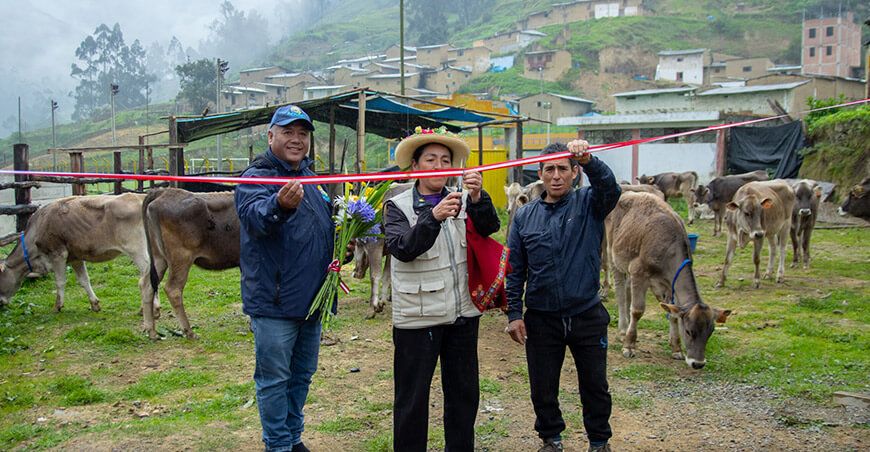 Entregaron 22 vaquillonas preñadas a asociación de Huayllapampa Áncash Perú 