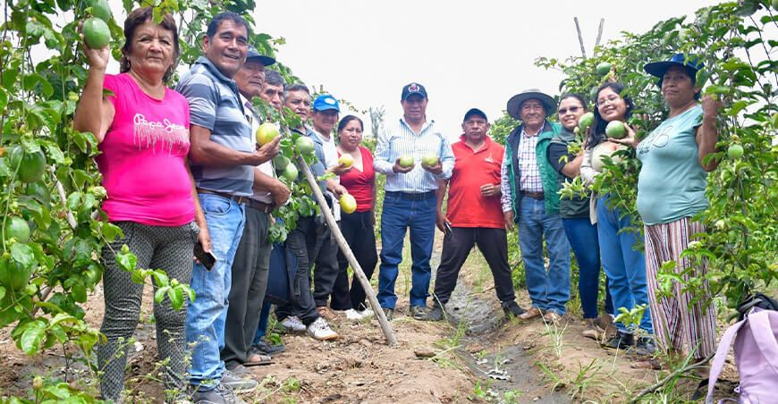 Exitosa Escuela de Campo de maracuyá alcanza más de 30 000 kilos por hectárea La Libertad Perú