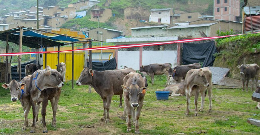 Entregaron 22 vaquillonas preñadas a asociación de Huayllapampa Áncash Perú