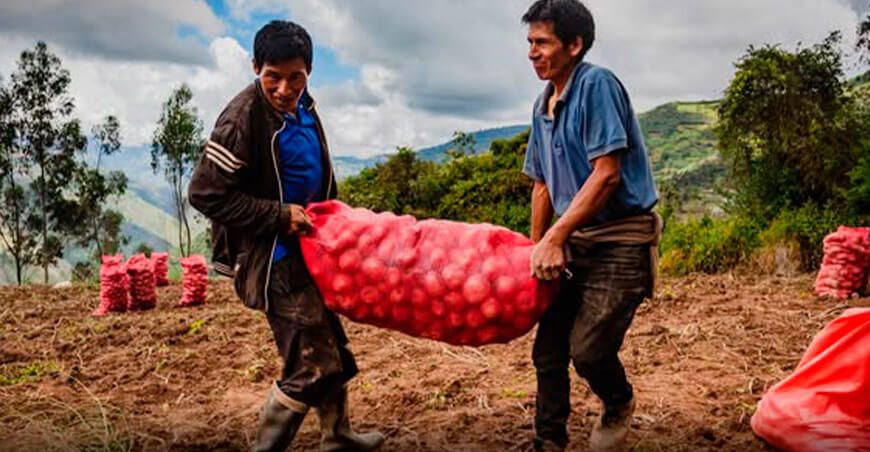 Fortalecen producción de papa nativa en seis provincias de Huánuco productores cosecha papa