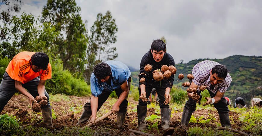 Fortalecen producción de papa nativa en seis provincias de Huánuco productores cosecha