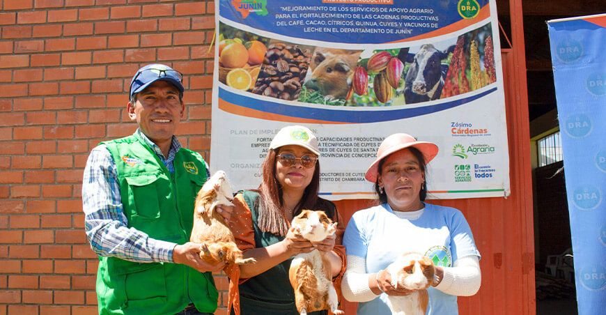 Implementaron módulo demostrativo de crianza de cuyes en Chambará Junín Perú