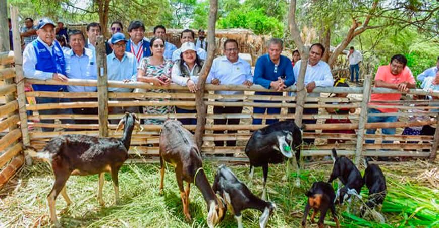 Entregaron equipos y ganado para impulsar el agro y la ganadería en Sechura Piura