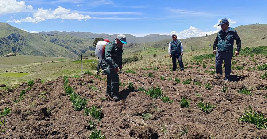 Entregan bioestimulantes foliares a productores afectados por heladas Huancavelica Perú