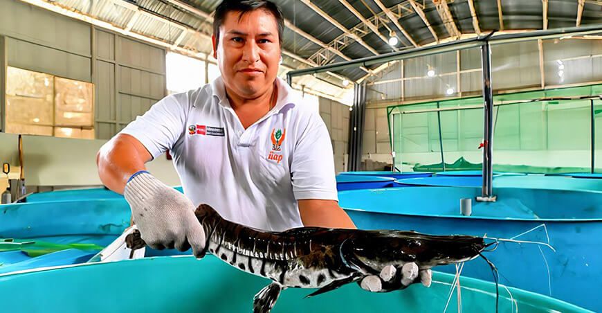 Piscicultores se capacitarán sobre modernas técnicas de cultivo y conservación de la doncella IIAP Perú