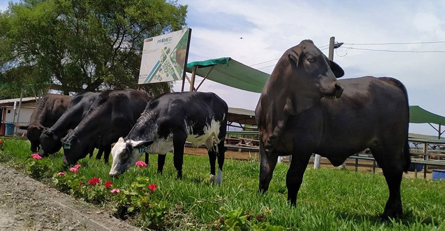 INIA transfirió 2620 pajillas de semen de ganado vacuno a productores de Piura 
