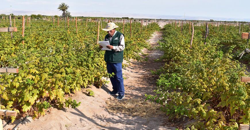 INIA instalará parcelas experimentales de frambuesa en Lambayeque Perú