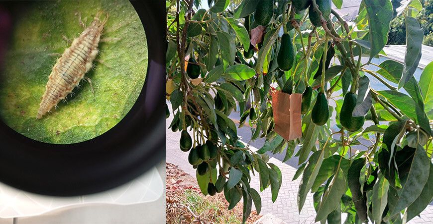 INIA Perú uso controladores biológicos cultivo palto Moquegua Perú
