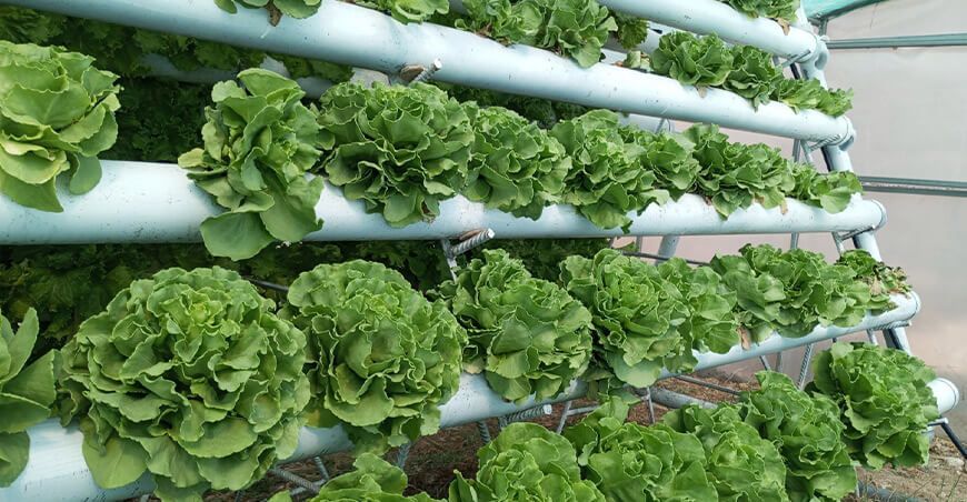 Agricultores mejoran su economía con venta de hortalizas producidas en módulos hidropónicos del INIA Perú