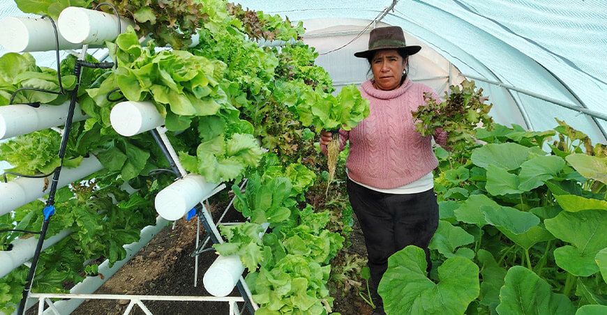 Agricultores mejoran su economía con venta de hortalizas producidas en módulos hidropónicos del INIA Perú