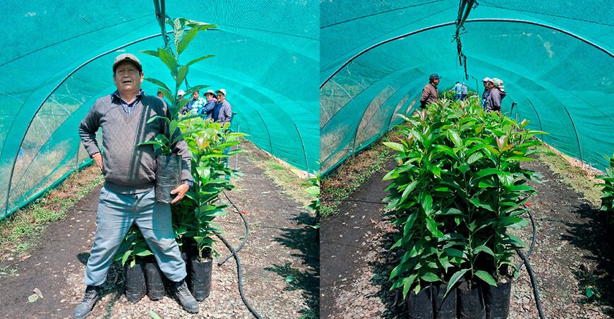 INIA transfiere 2000 plantones de palto de alta calidad a productores de Chincheros y Andahuaylas en Apurímac Perú