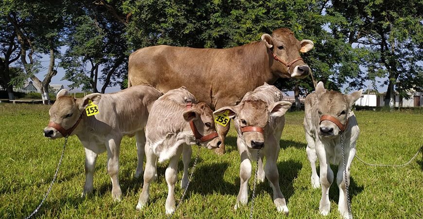 transferencia de embriones y semen ganado vacuno Perú INIA