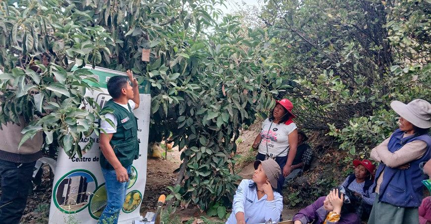 INIA Perú uso controladores biológicos cultivos palto y lima Moquegua Perú